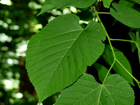 {Tilia americana}